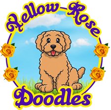 Yellow-Rose Doodles Logo
